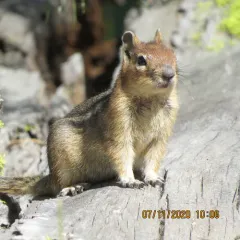 Cascade Golden-mantled Ground Squirrel thumbnail 2