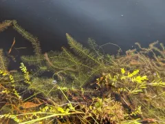 Farwell's Water-milfoil thumbnail 1