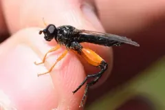 Black-hipped Leafwalker thumbnail 2