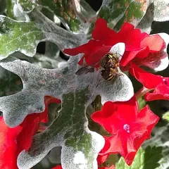Oblong Woolcarder Bee thumbnail 1