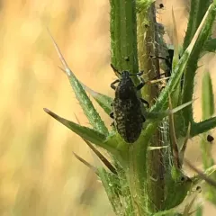 Nodding Thistle Receptacle Weevil thumbnail 2