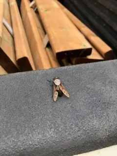 Stygian Horse Fly thumbnail 3