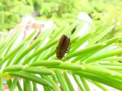 Silis pallida thumbnail 2