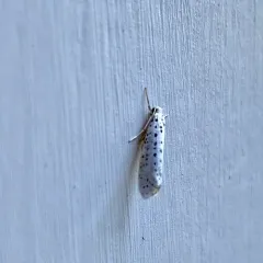 American Ermine Moth thumbnail 2