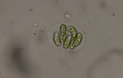 Nephrocytium agardhianum thumbnail 3