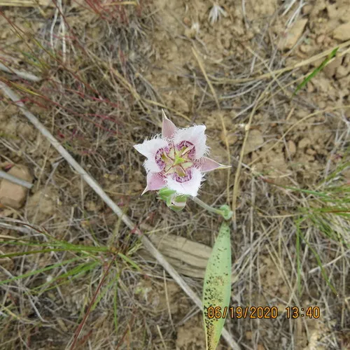 Lyall's Mariposa Lily