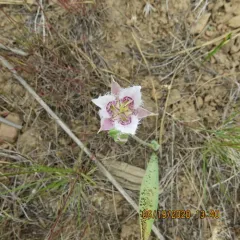 Lyall's Mariposa Lily thumbnail 1