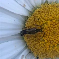 Xestoleptura crassipes thumbnail 3