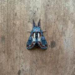 Finned-willow Prominent thumbnail 4