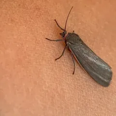 Joyful Virbia Moth thumbnail 2