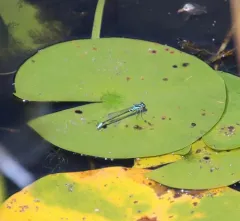 Lilypad Forktail thumbnail 2
