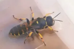 Crabro monticola thumbnail 2