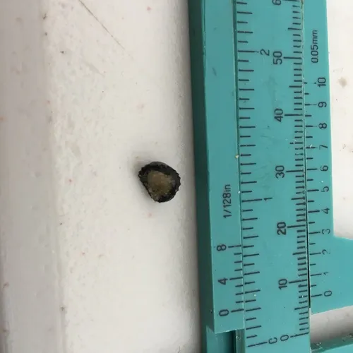 Leather Limpet