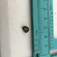 Leather Limpet thumbnail 1