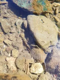 Cedar Sculpin thumbnail 4