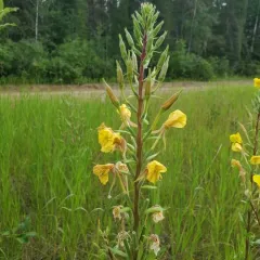 hairy evening primrose thumbnail 2