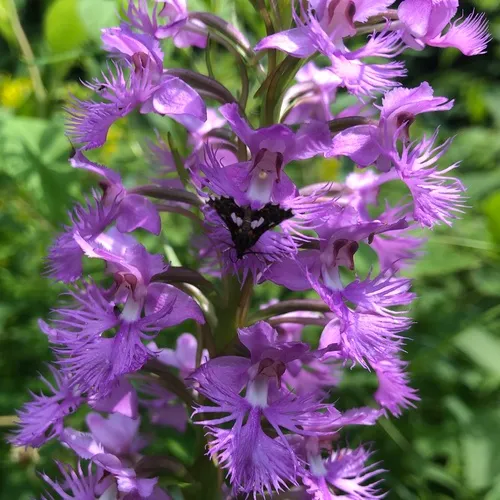 Greater Purple Fringed Orchid