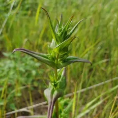 autumn gentian thumbnail 2