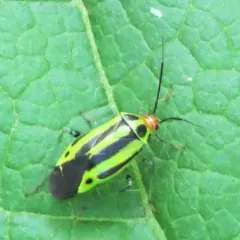 Four-lined Plant Bug thumbnail 4