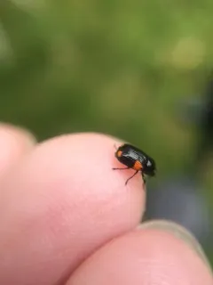Black and Red Sumac Leaf Beetle thumbnail 3
