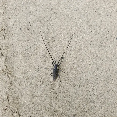Monochamus maculosus