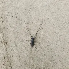 Monochamus maculosus thumbnail 1