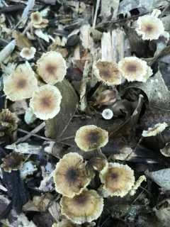 Gymnopus semihirtipes thumbnail 3