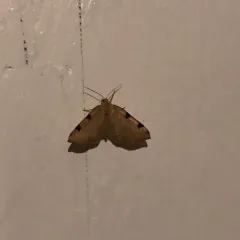 Three-spotted Fillip thumbnail 2