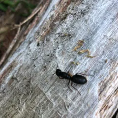 Western Black Carpenter Ant thumbnail 1