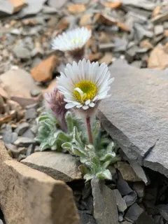 Woolly Fleabane thumbnail 3