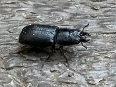 Ceruchus punctatus thumbnail 1