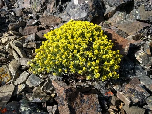 Denseleaf Draba