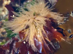 Plumularia setacea thumbnail 3