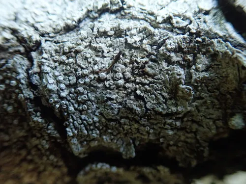 Frosted Wart Lichen