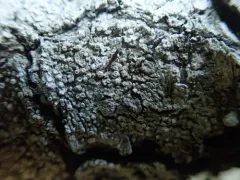 Frosted Wart Lichen thumbnail 1
