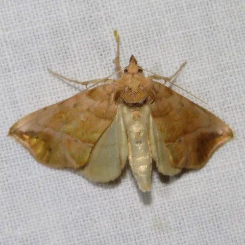 Straight-lined Looper Moth