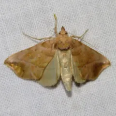Straight-lined Looper Moth thumbnail 1