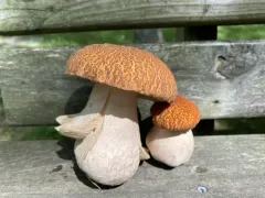 Boletus nobilissimus thumbnail 4