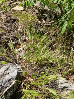 Matting Witchgrass thumbnail 2
