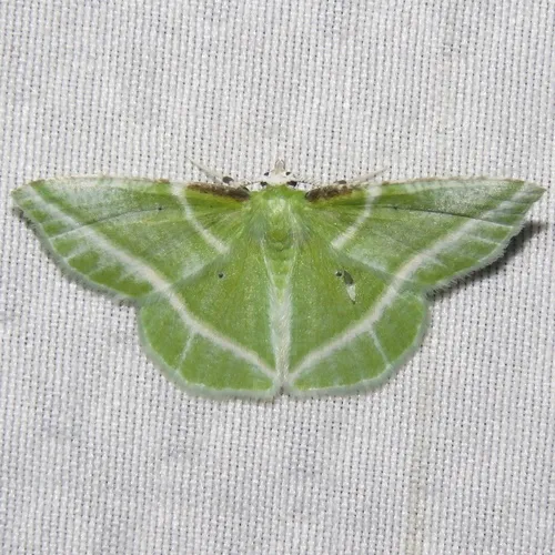 Showy Emerald