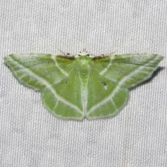 Showy Emerald thumbnail 1