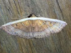 White Edge Moth thumbnail 4