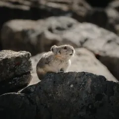 American Pika thumbnail 3