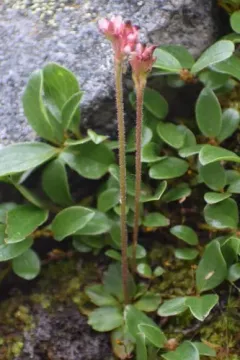 Ottertail Pass Saxifrage thumbnail 1