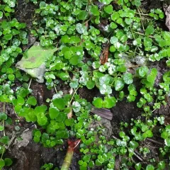 American golden saxifrage thumbnail 3