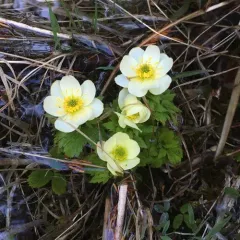 White Globeflower thumbnail 4