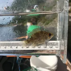 Rock Bass thumbnail 3