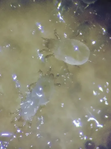 Mold Mite