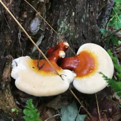hemlock varnish shelf thumbnail 3