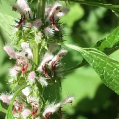common motherwort thumbnail 2